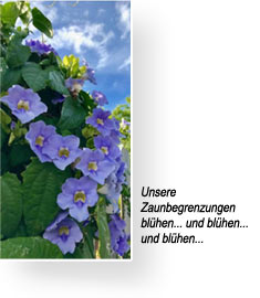 zaunpflanze